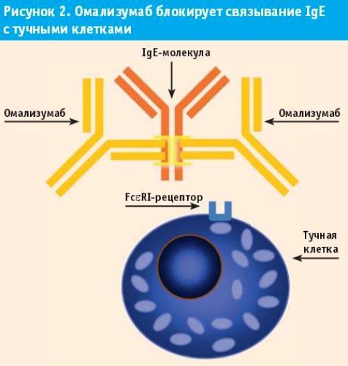Атопический дерматит у сфинкса