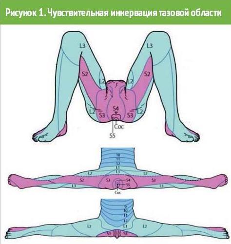 Анатомическое строение