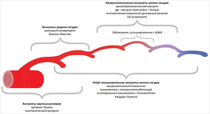 Основные группы СВ в соответствии с современной классификацией 2012 г.: Основные группы СВ в соответствии с современной классификацией 2012 г.: